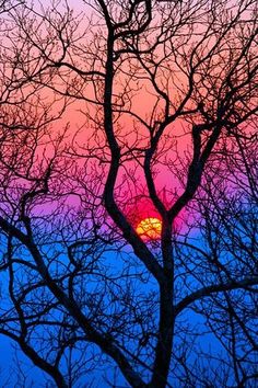 the sun is setting behind some bare trees