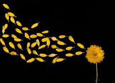 a yellow flower is in front of a black background with small fish swimming around it