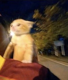 a cat sitting on the back of a person's shoulder in front of a street