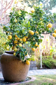 a large potted plant with lemons growing on it's branches in a garden