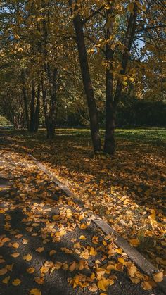 the leaves on the ground are covering the road and trees in the park with yellow leaves all over them