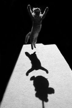 the shadow of a cat and a dog on a table with its paw in the air