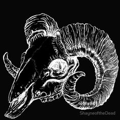 an ink drawing of a ram's head with large horns and curled tail, viewed from the side