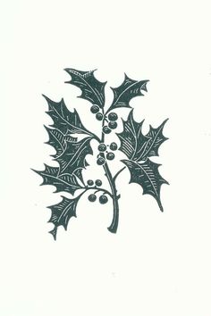 an ink drawing of holly leaves and berries