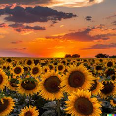 the sun is setting over a large field of sunflowers