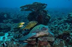 two green sea turtles swimming over a coral reef