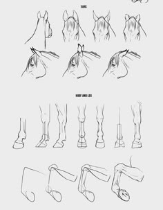 how to draw a horse's head from the perspective of its body and neck