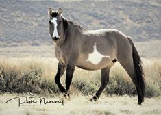 a brown and white horse standing on top of a dry grass field