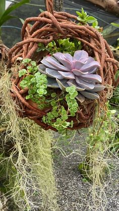 a hanging planter filled with succulents and moss