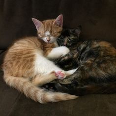 two kittens cuddle together on a brown couch with their heads touching each other