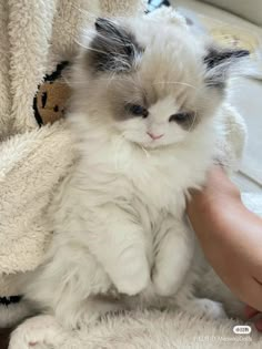 a fluffy white cat is sitting on someone's lap