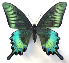 a green and blue butterfly sitting on top of a white surface