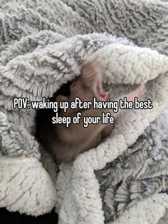 a rat in a blanket with the words pov waking up after having the best sleep of your life