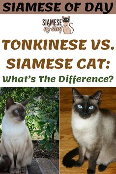 two siamese cats sitting next to each other with the caption siamese cat vs siamese cat what's the differences?