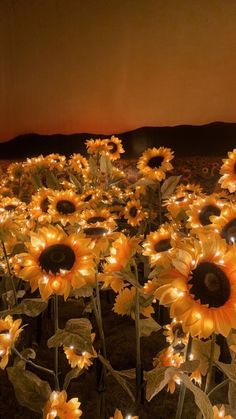 the sunflowers are lit up and ready to be planted in the field at night