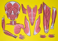 the muscles are cut out and placed on a yellow background with other parts labeled in red