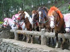 several horses are lined up on a stone wall and tied to a wooden fence with colorful manes