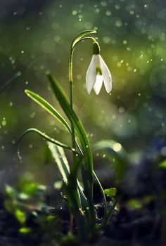 a single white flower sitting in the middle of some grass with water droplets on it