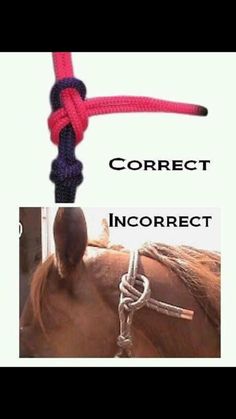 a horse with a rope on it's back and the words correct in two different languages