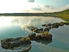 the water is crystal clear and has rocks in it, along with green vegetation on both sides