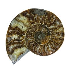 an ammonite shell is shown on a white background with the image in full color