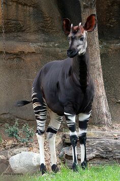 a zebra standing next to a tree on top of a lush green field with rocks