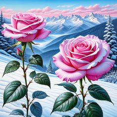 two pink roses in the snow with mountains in the background