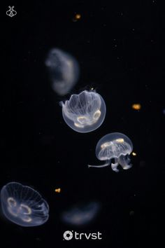 several jellyfish swimming in the dark water