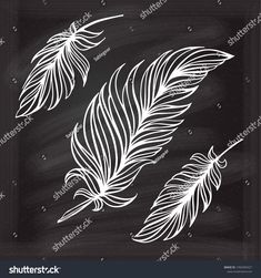 three white feathers on a chalkboard background with space for your text or image, hand drawn