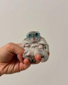 a small hamster with glasses on it's head is held in a person's hand