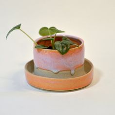 a small potted plant sitting on top of a saucer