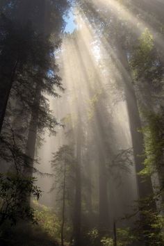 sunbeams shine through the trees in a foggy forest