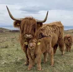 a mother cow and her two calves in a field