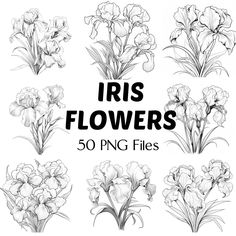 the iris flowers are drawn in black and white, with text that reads iris flowers 50 png files