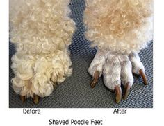 before and after pictures of shaved poodle feet with hair on them, left to right