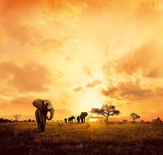 an elephant standing in the middle of a field with other elephants behind it at sunset