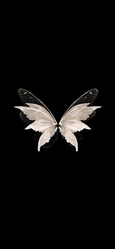 two white and black butterflies on a black background with one wing extended to the side