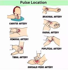 a poster with instructions on how to use the pulse location in different areas of the body