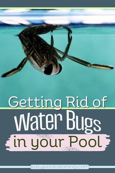 a water bug swimming in the pool with text overlay reading getting rid of water bugs in your pool