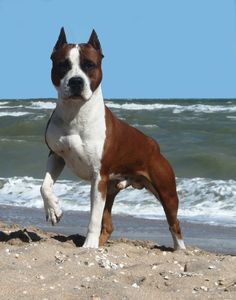 a brown and white dog standing on top of a sandy beach