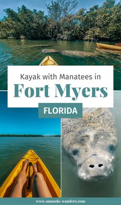 kayak with manateees in fort myers, florida by amanda vander