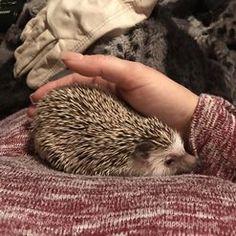 a person holding a small hedge in their hand next to a pile of blankets and mittens