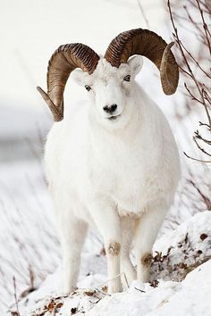 a ram with large horns standing in the snow