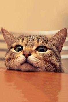 a cat looking up at the camera with its head on top of a wooden table