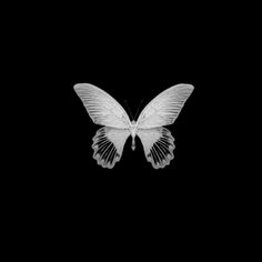 a white butterfly flying in the dark