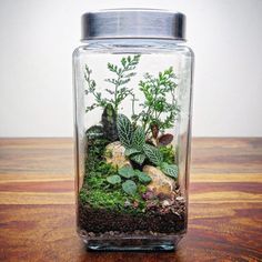 a glass jar filled with plants and rocks