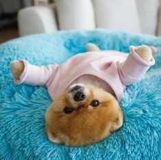 a small dog wearing a pink shirt laying on top of a blue blanket with its paws in the air