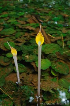 two yellow flowers are in the water near some green plants and leaves on the ground