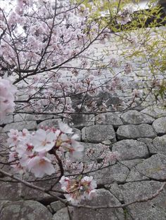 pink flowers are blooming on the rocks in front of a tree with no leaves