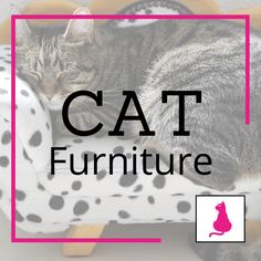 a cat laying on top of a chair with the words cat furniture over it's image